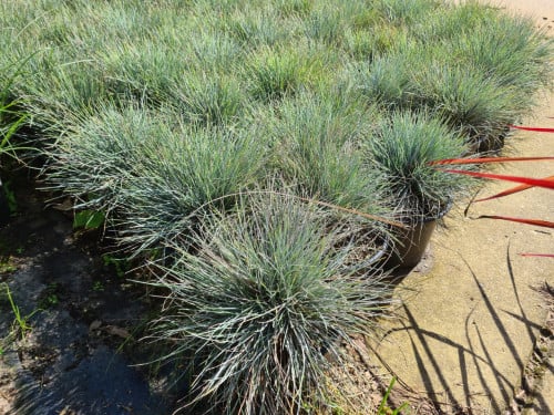 Blauw schapengras - Festuca Glauca 'Elijah Blue'