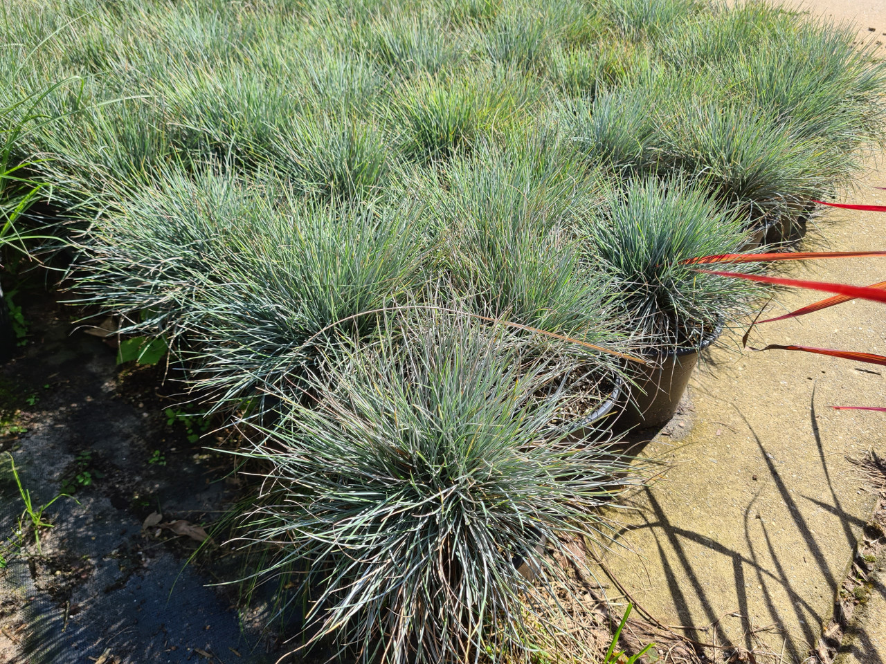Blauw schapengras - Festuca Glauca 'Elijah Blue'