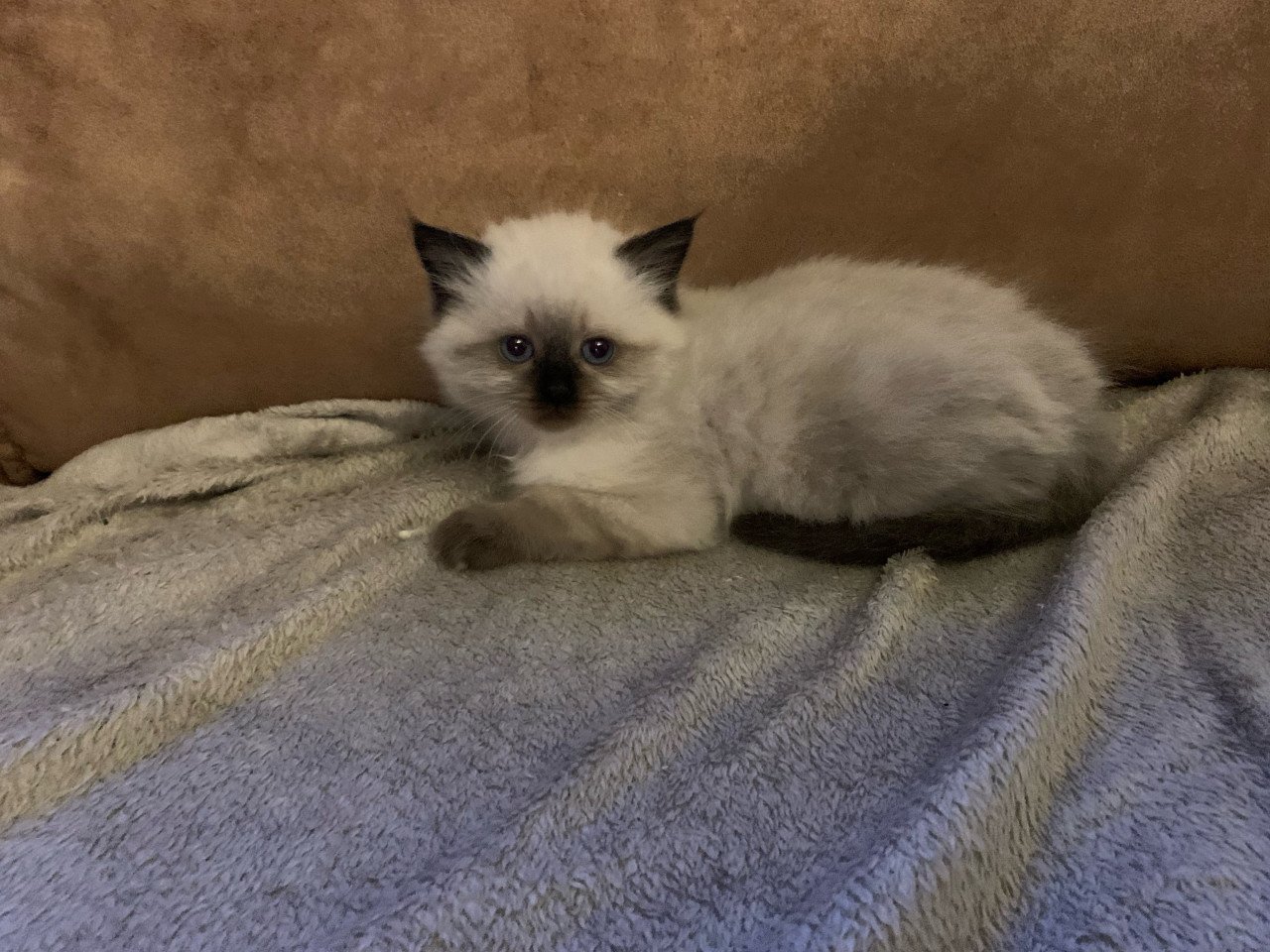 Prachtige ragdoll kittens