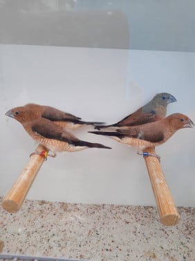 Koppel Zilverbekje Wildkleur