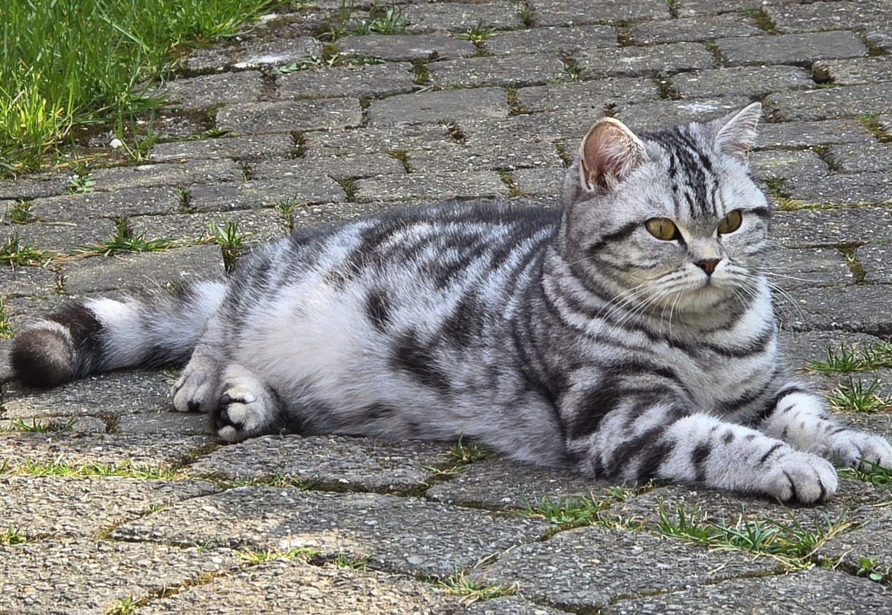 Brits korthaar Black silver shaded kitten