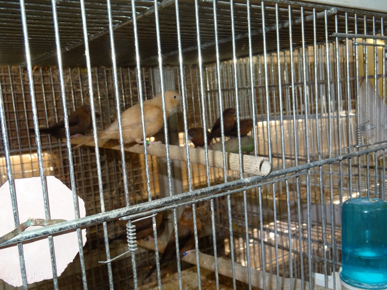 Te koop koppeltje zilverbekjes broedrijp