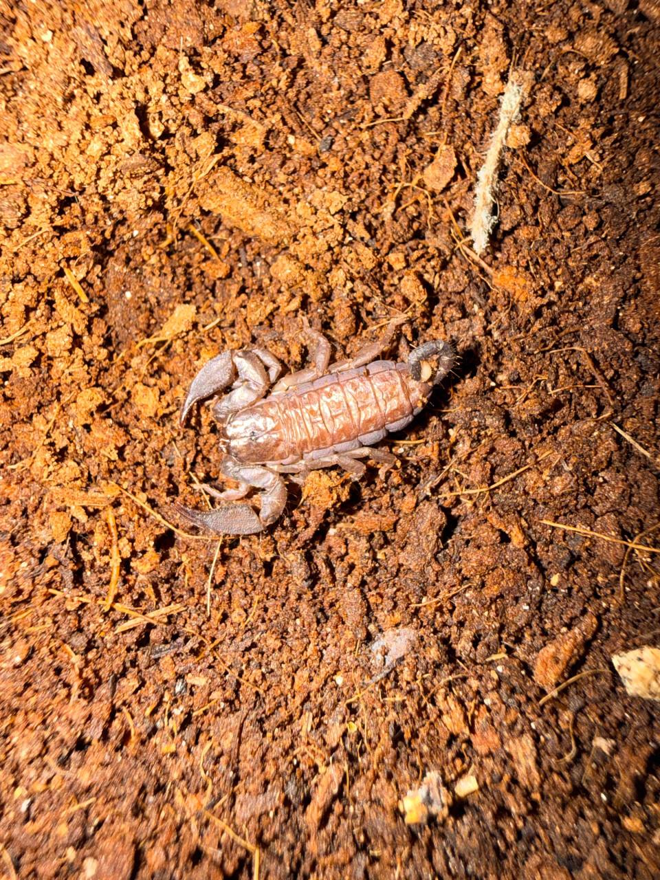 Chaerilius sp “sumatra”