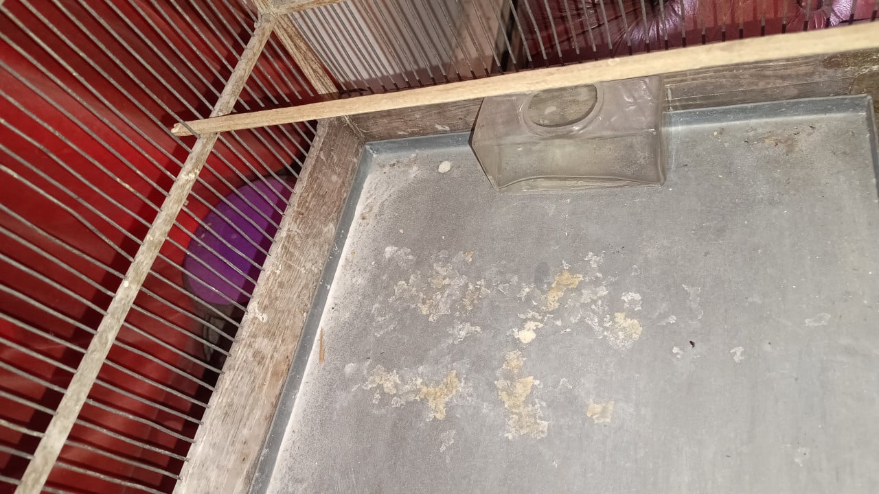 Grote houten antieke vogelkooi