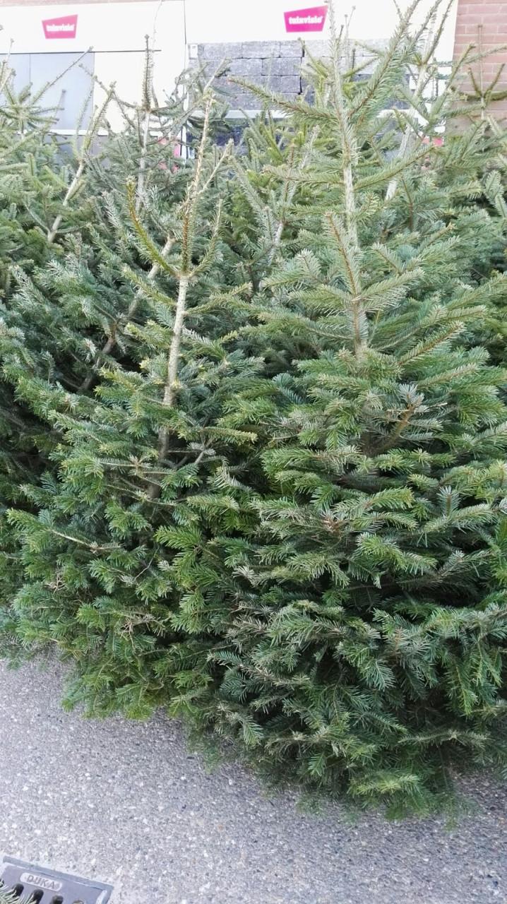 Kerstboom Kwaliteit Nordmann