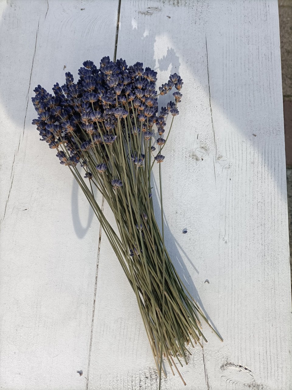 Bosje vers gedroogde lavendel