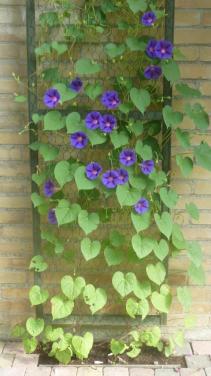 IPOMOEA--PURPUREA----BLAUWE WINDE