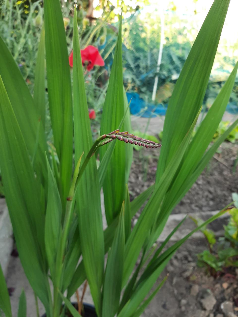 Crocosmia 'Lucifer'