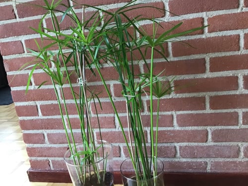 Paraplu planten
