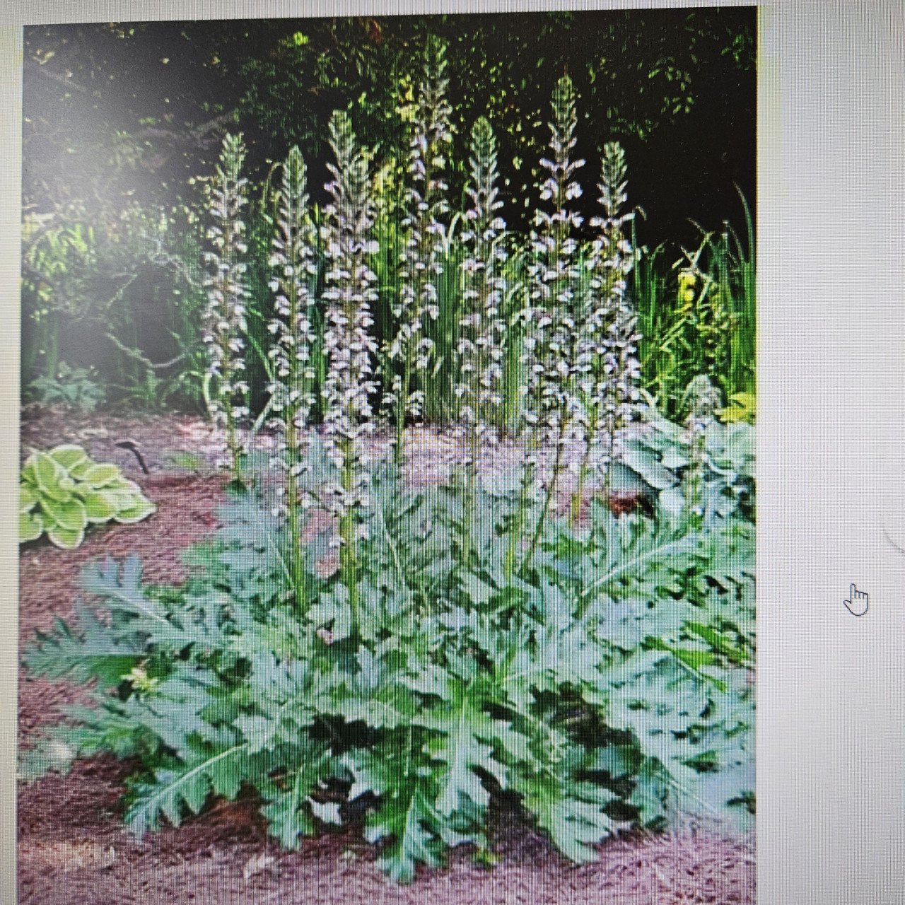 Acanthus Mollis - Berenklauw