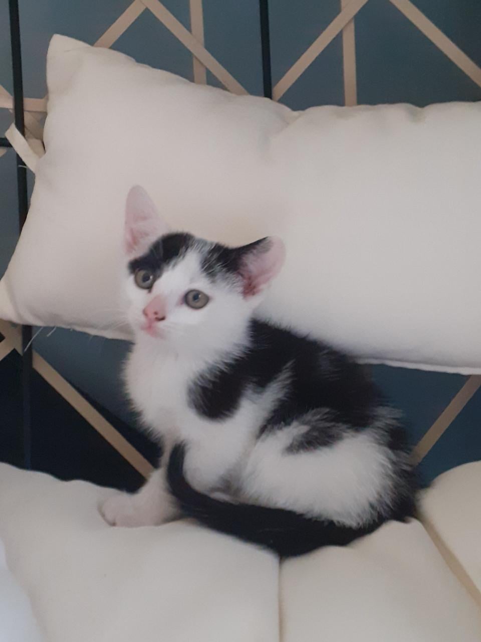 Kittens