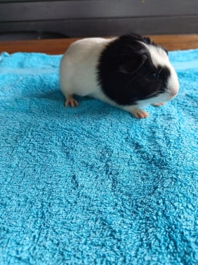 Diverse leuke cavia's aangeboden.