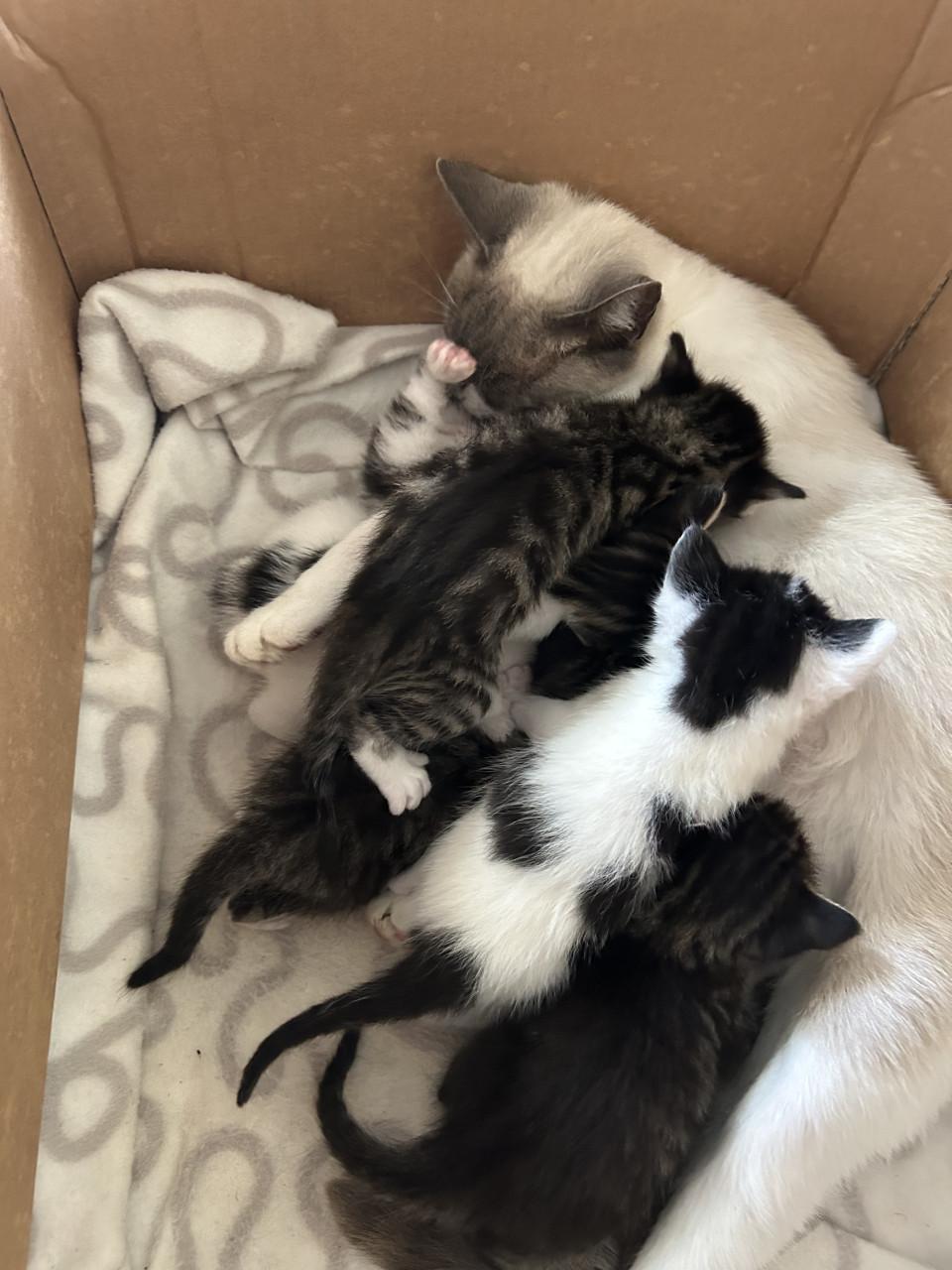 Mooie kittens 🐈‍⬛ 🐾