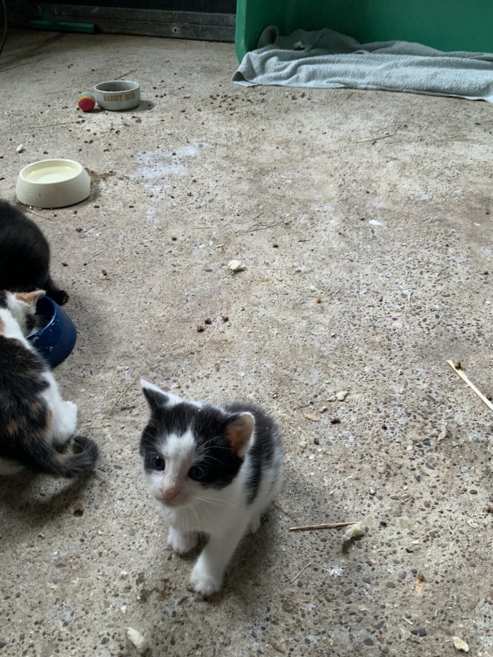 Kittens