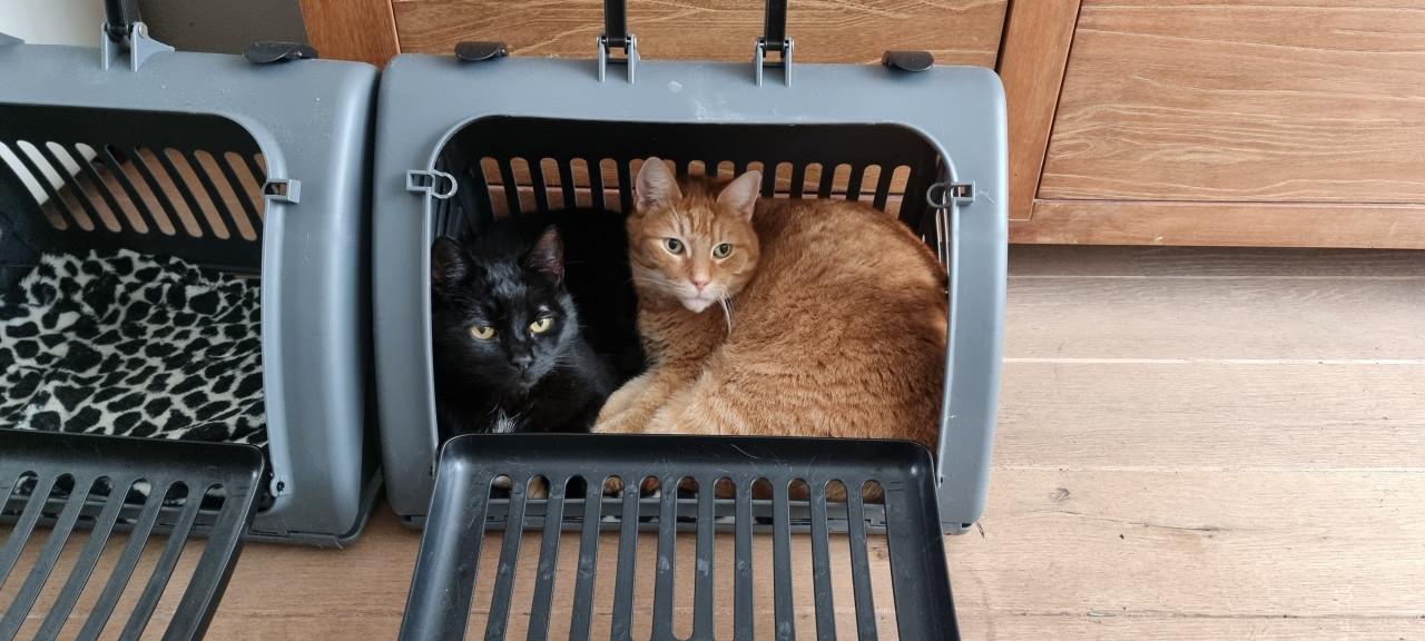 Deze twee broertjes zoeken een leuk nieuw onderkomen