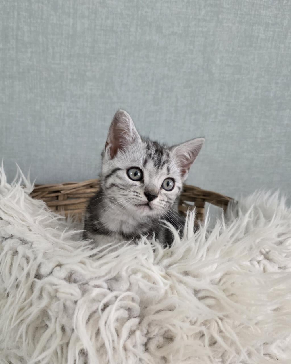 Brits korthaar kitten (Whiskas)