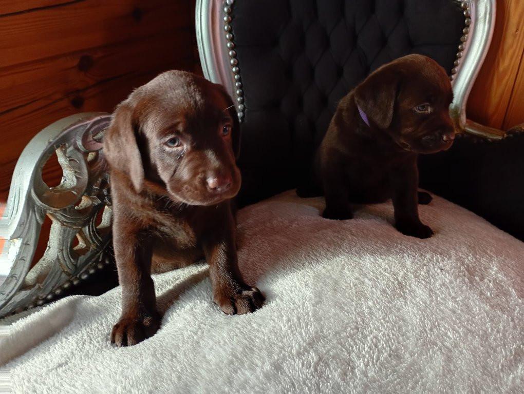 6 labrado puppy's