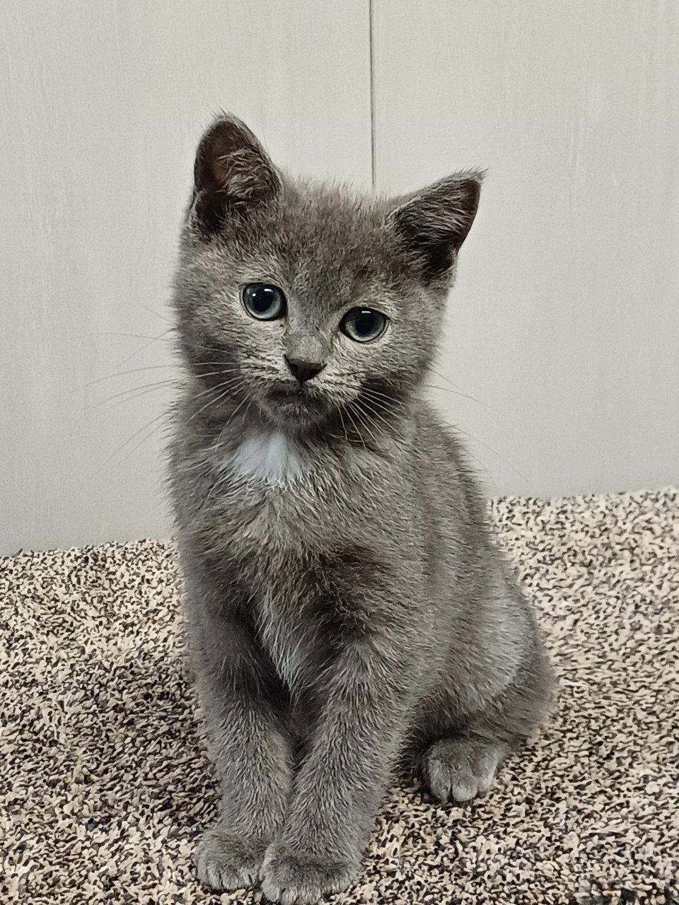 Super leuke Brits Korthaar x Ragdoll kittens beschikbaar.