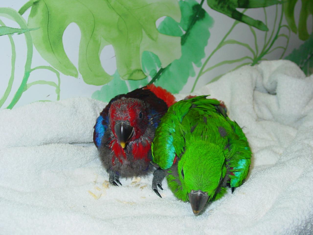 NG Edelpapegaaien eigen kweek en...........