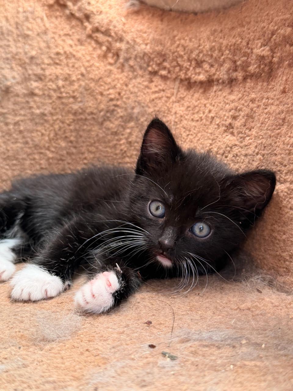 Prachtige kittens