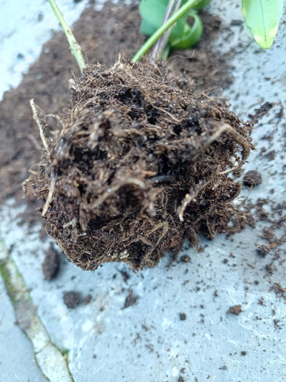 Mooie, jonge LIPSTICKplant (Aeschynanthus) met 6 scheuten