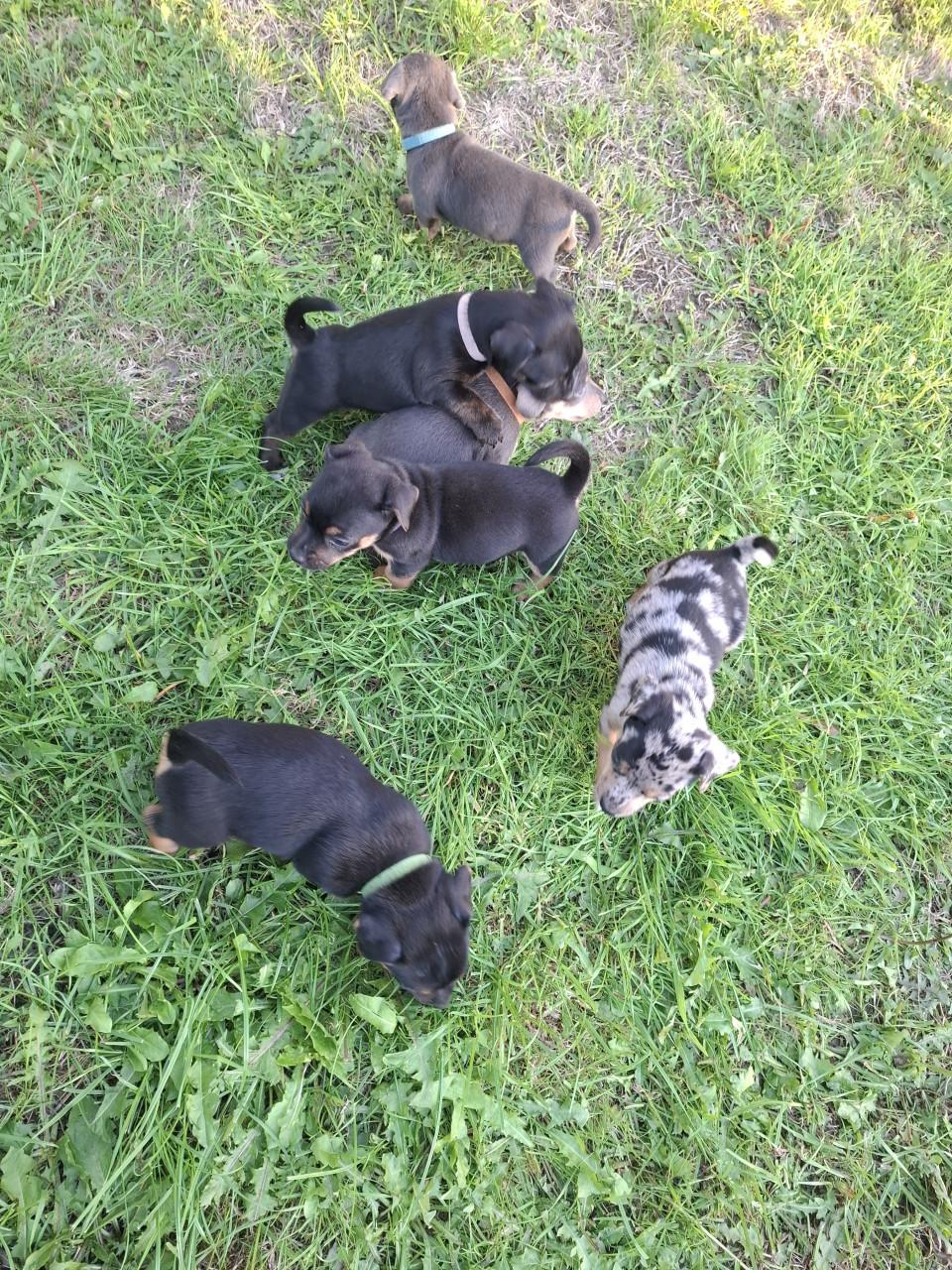 Jack russel pups