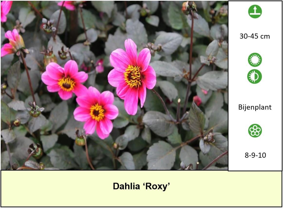 Mooie Dahlia's in pot aangeboden, diverse soorten dus voor elk wat wils !