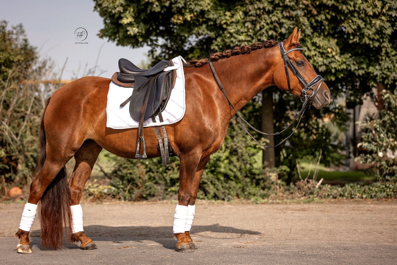 Knappe d pony