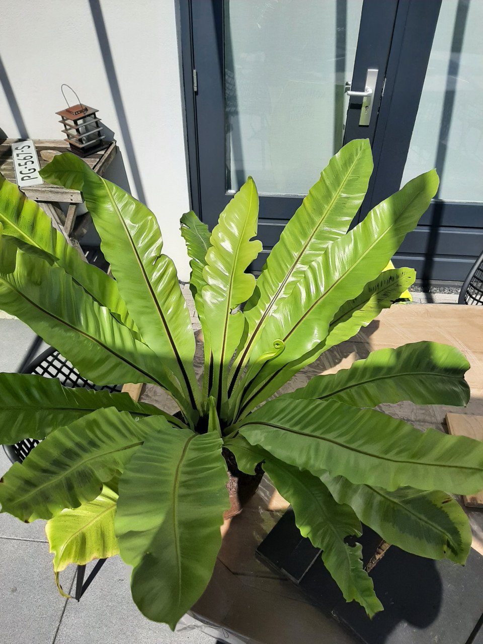 Mooie grote kamerplant