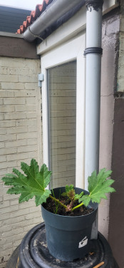 Gunnera Manicata