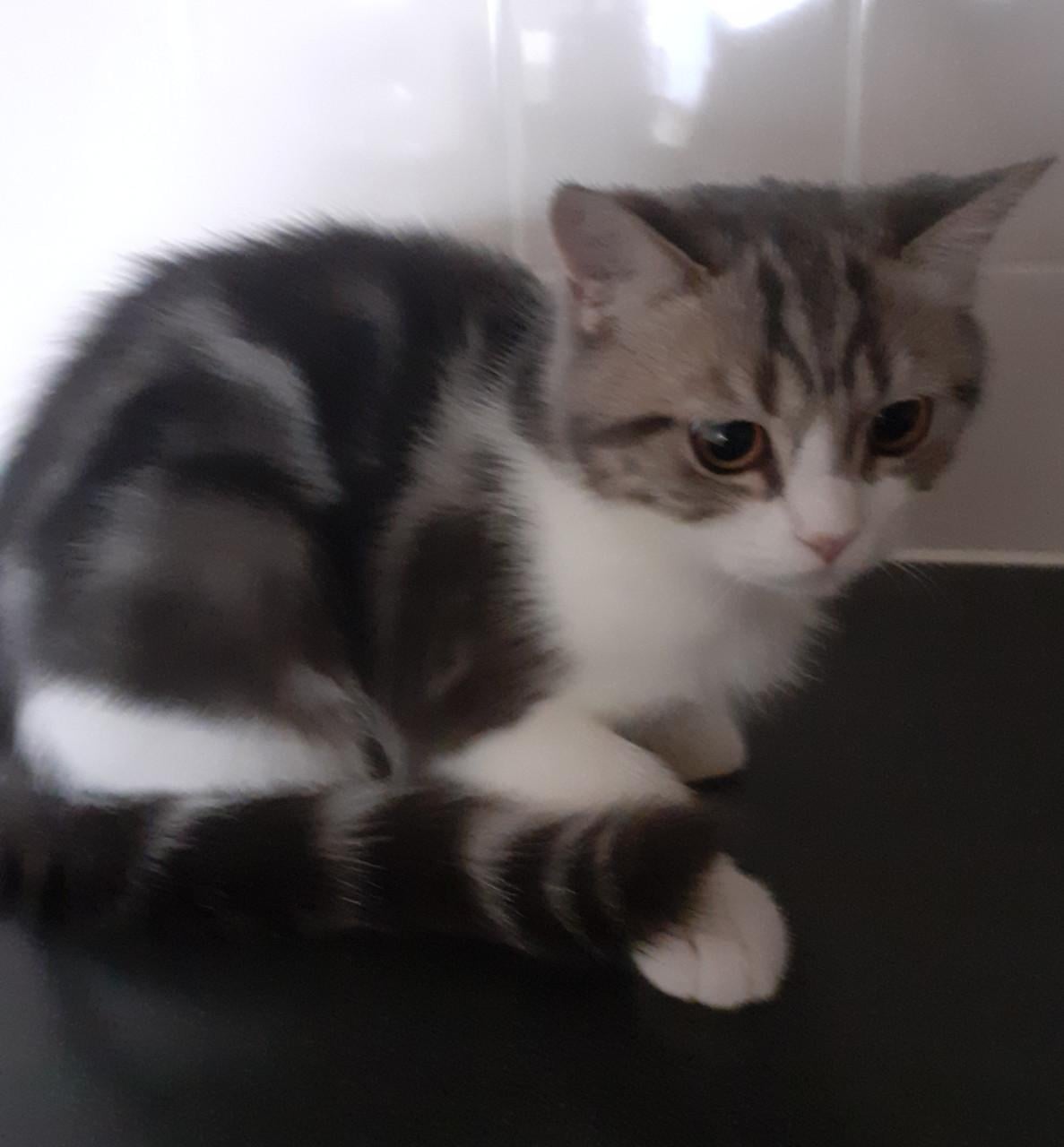 Brits korthaar kater