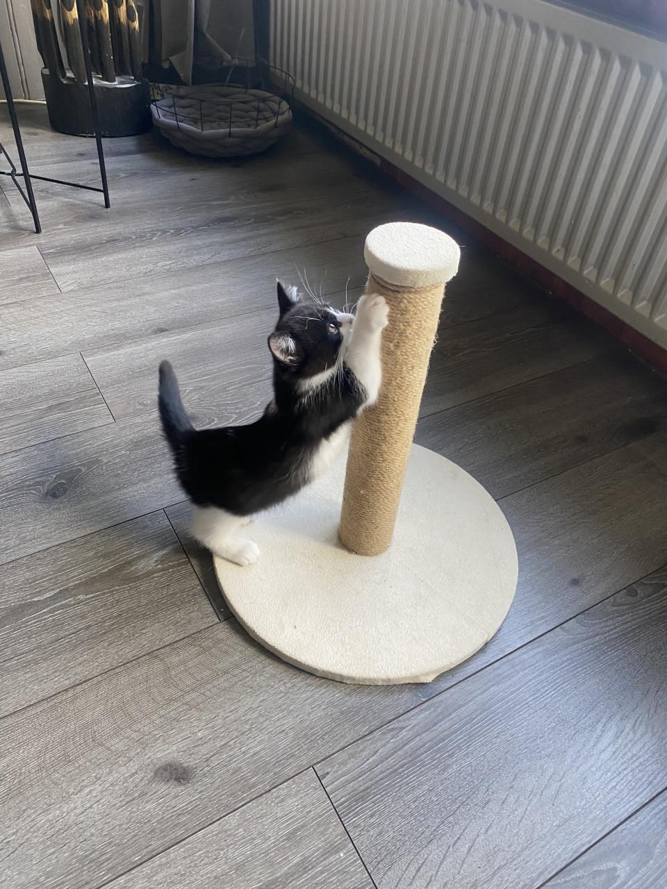 Kitten 12 weken oud