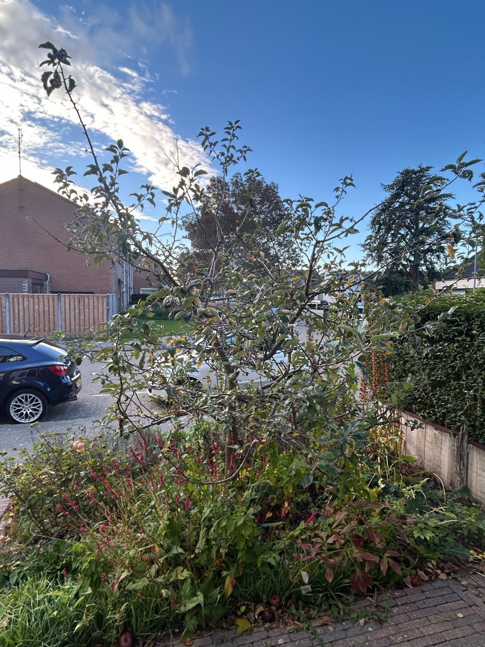 Elstar appelboom