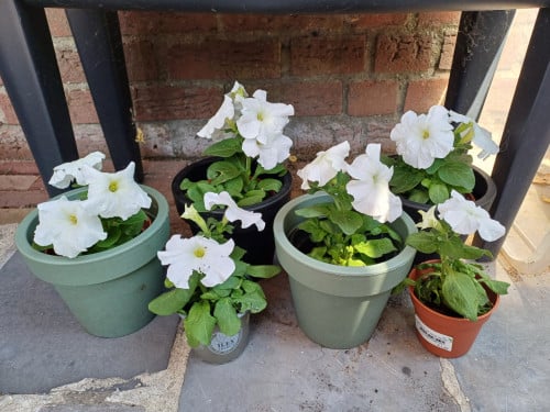 Leuke PETUNIA'S WIT met BLOEMPOT zwart/groen + drukspuit