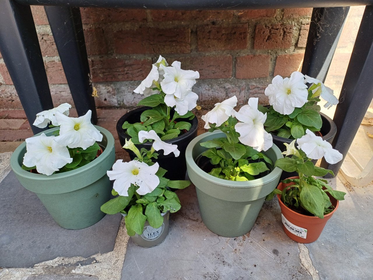 Leuke PETUNIA'S WIT met BLOEMPOT zwart/groen + drukspuit