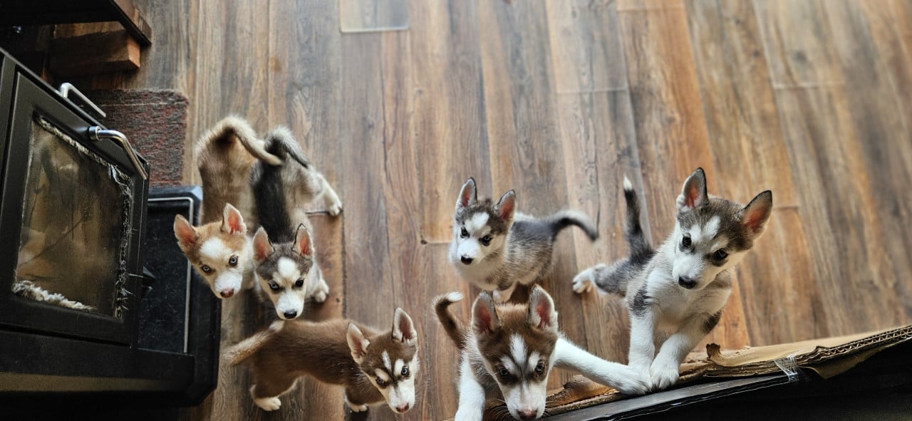 Prachtige husky-puppy's op zoek naar een permanent thuis