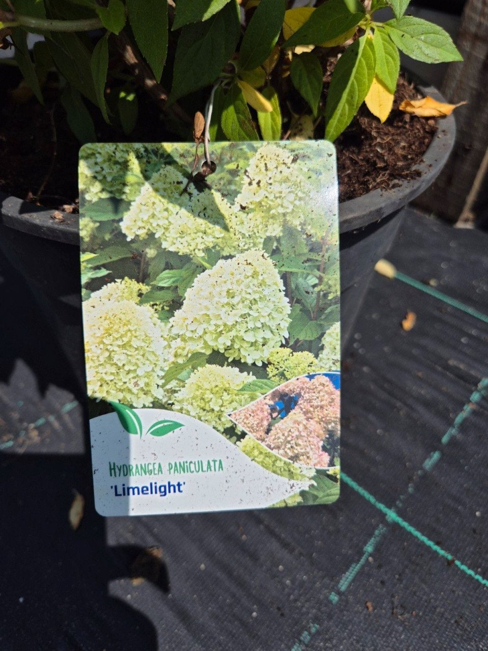 Pluimhortensia Limelight