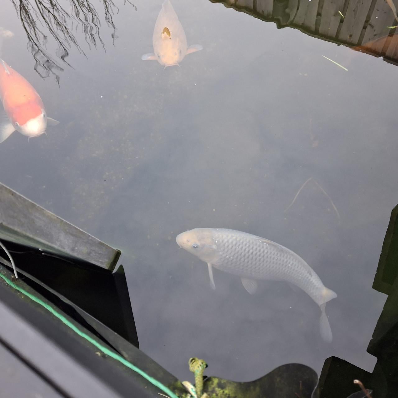 Prachtige Chagoi en Ochiba