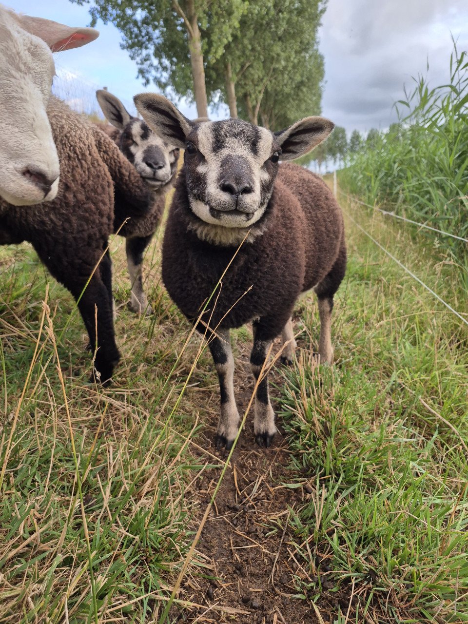 Schapen