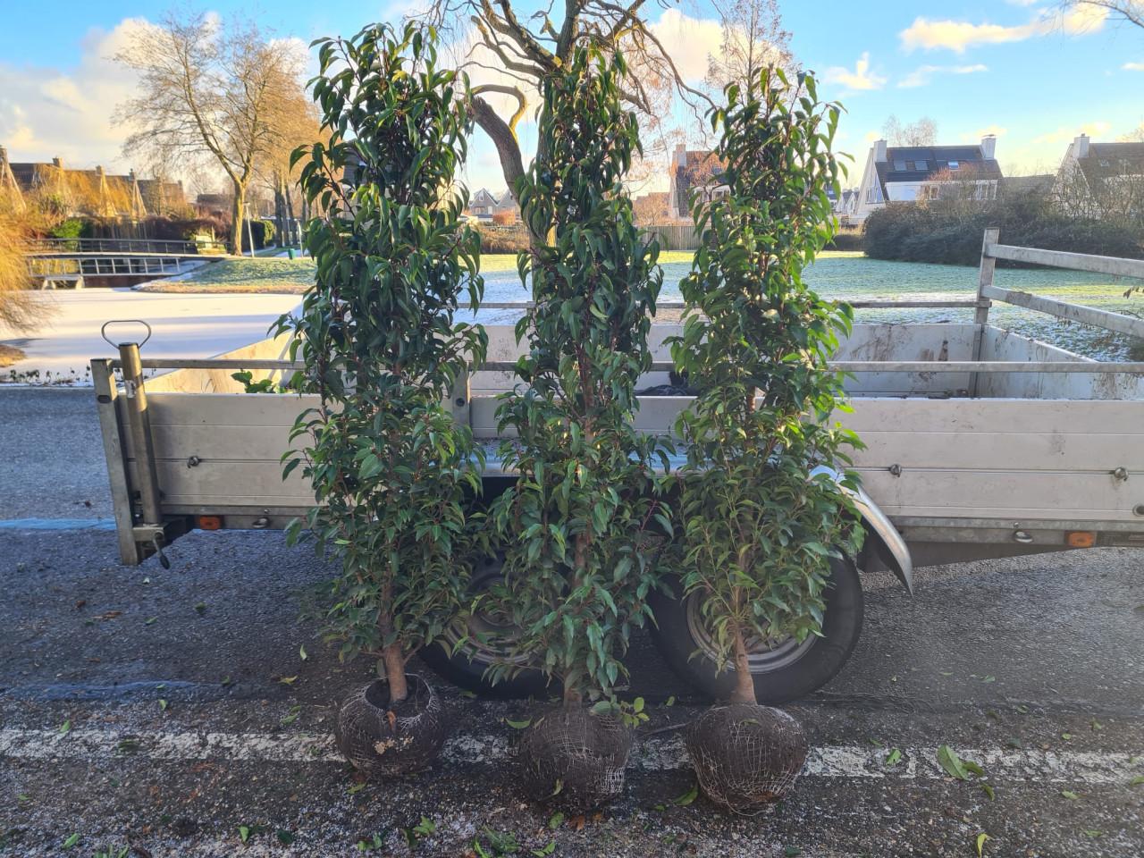 Portugese laurier haagplanten 150-175 cm direct af te halen