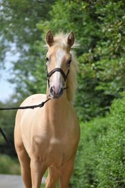 5-jarige Palomino PRE merrie