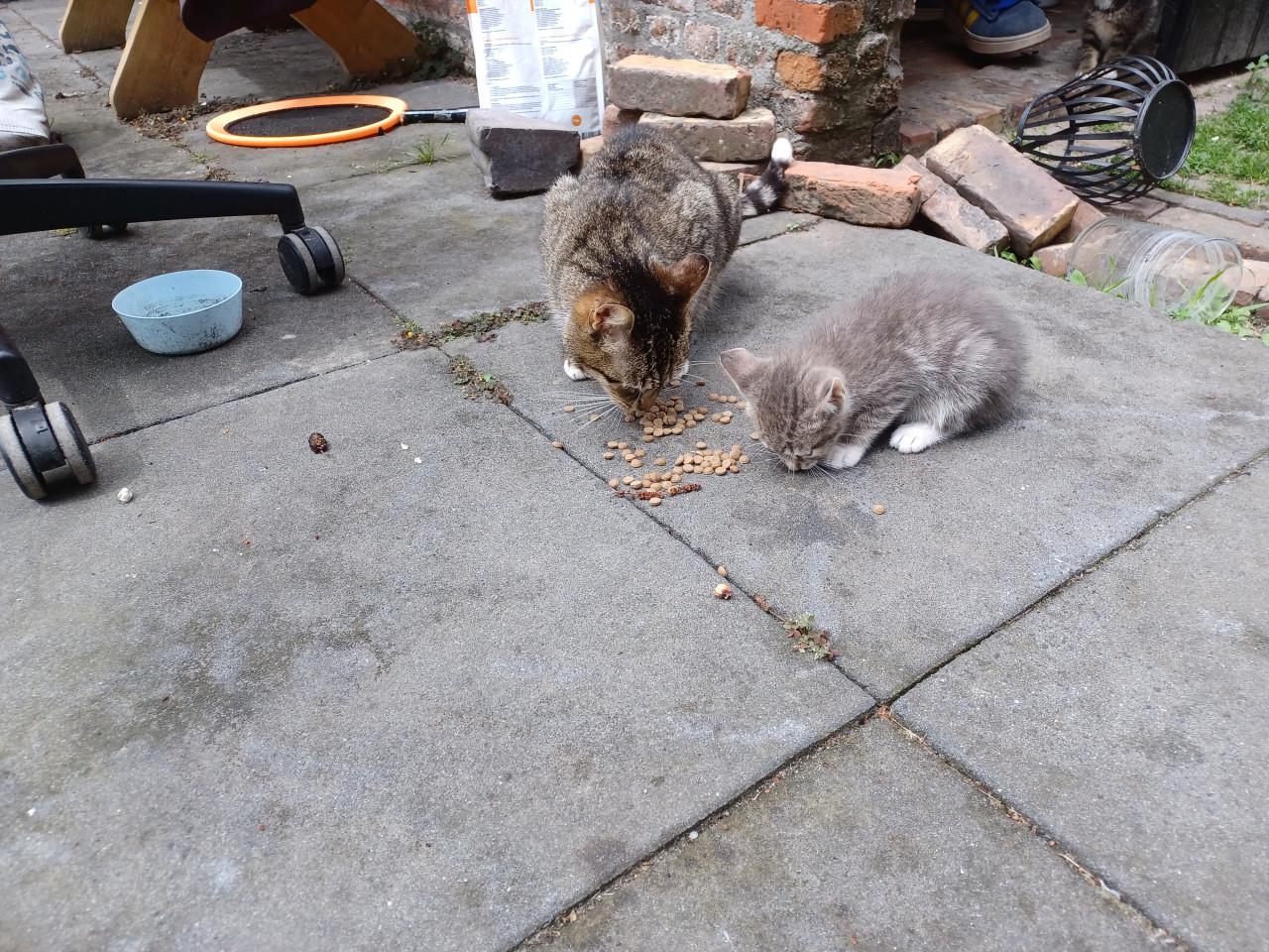 Kittens