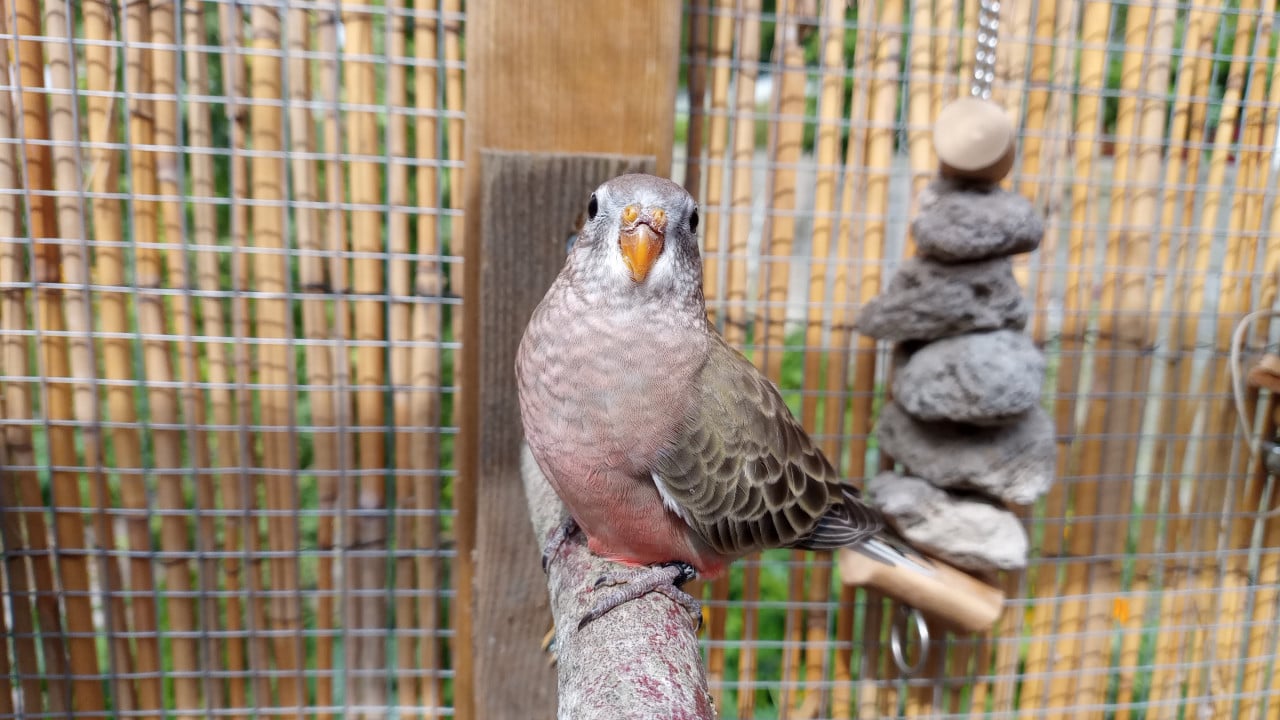 2 jonge bourkes (tam)