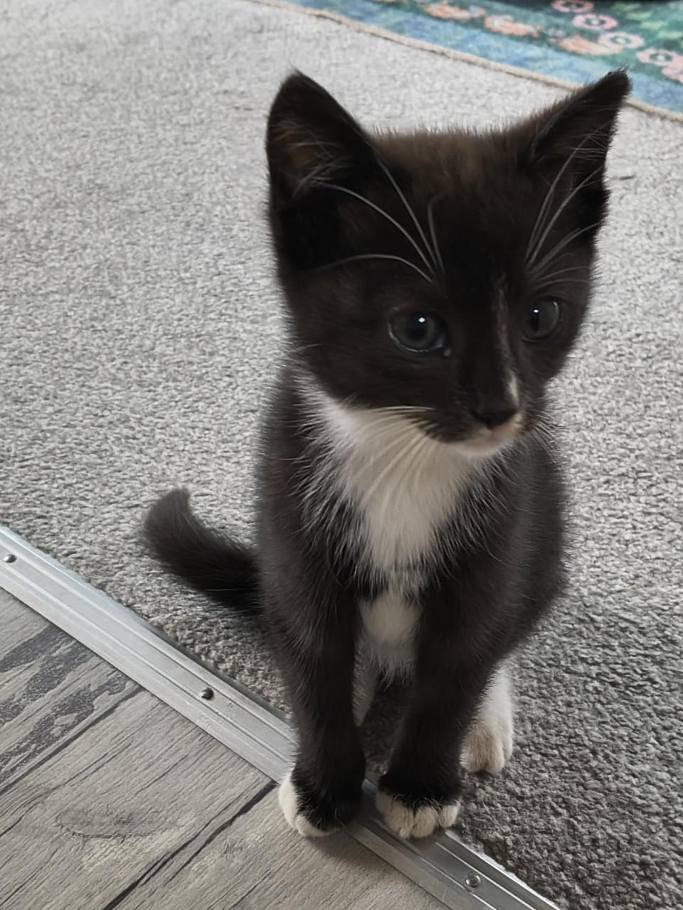 Lief huisje gezocht voor schattige kitten