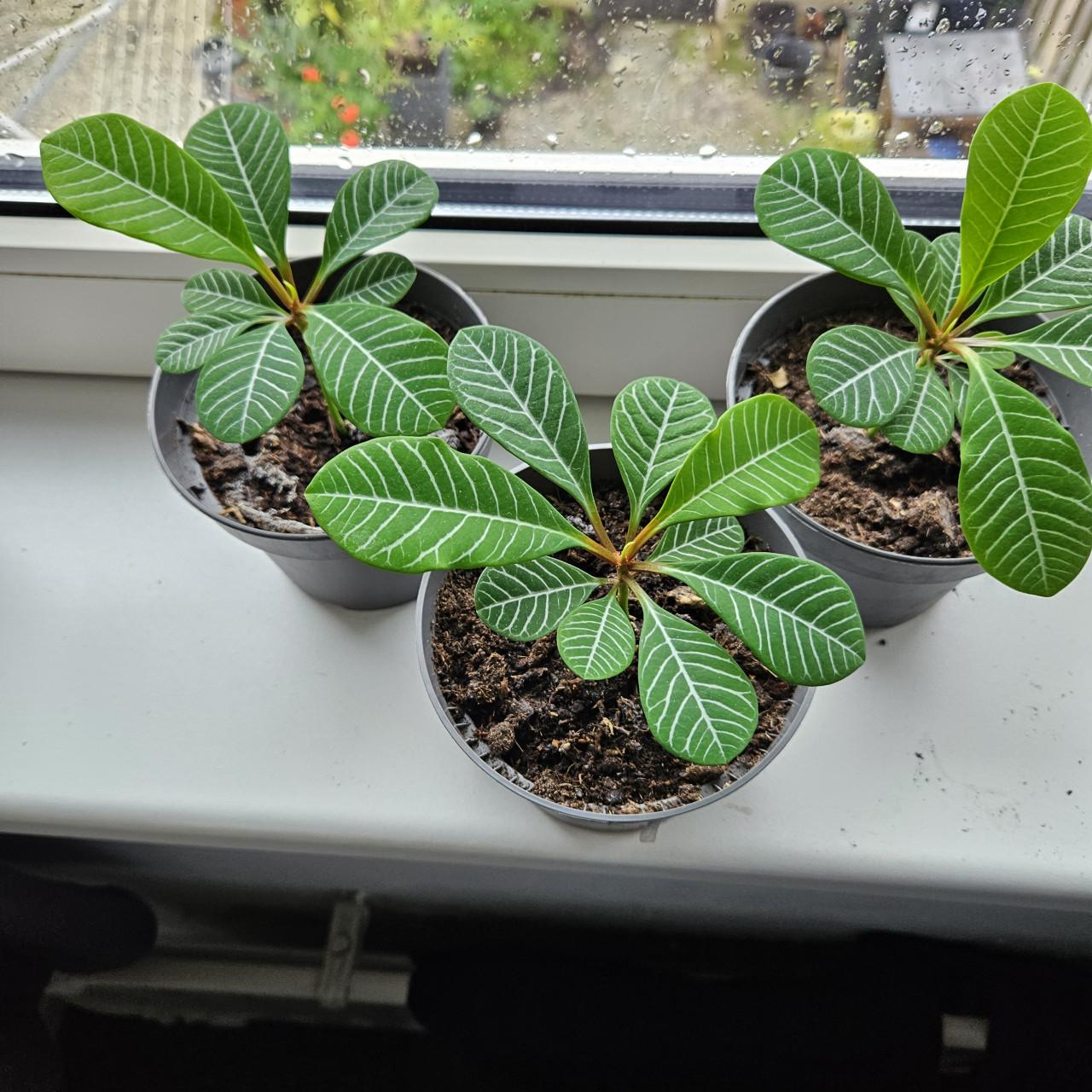 Stekje van mn madagascar plant