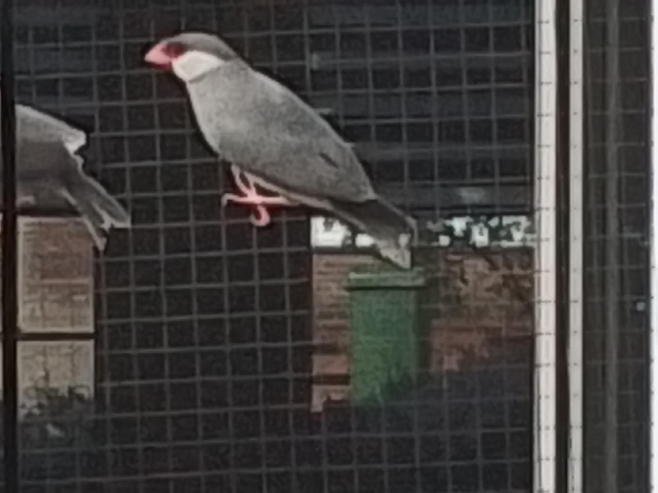 Rijstvogel man