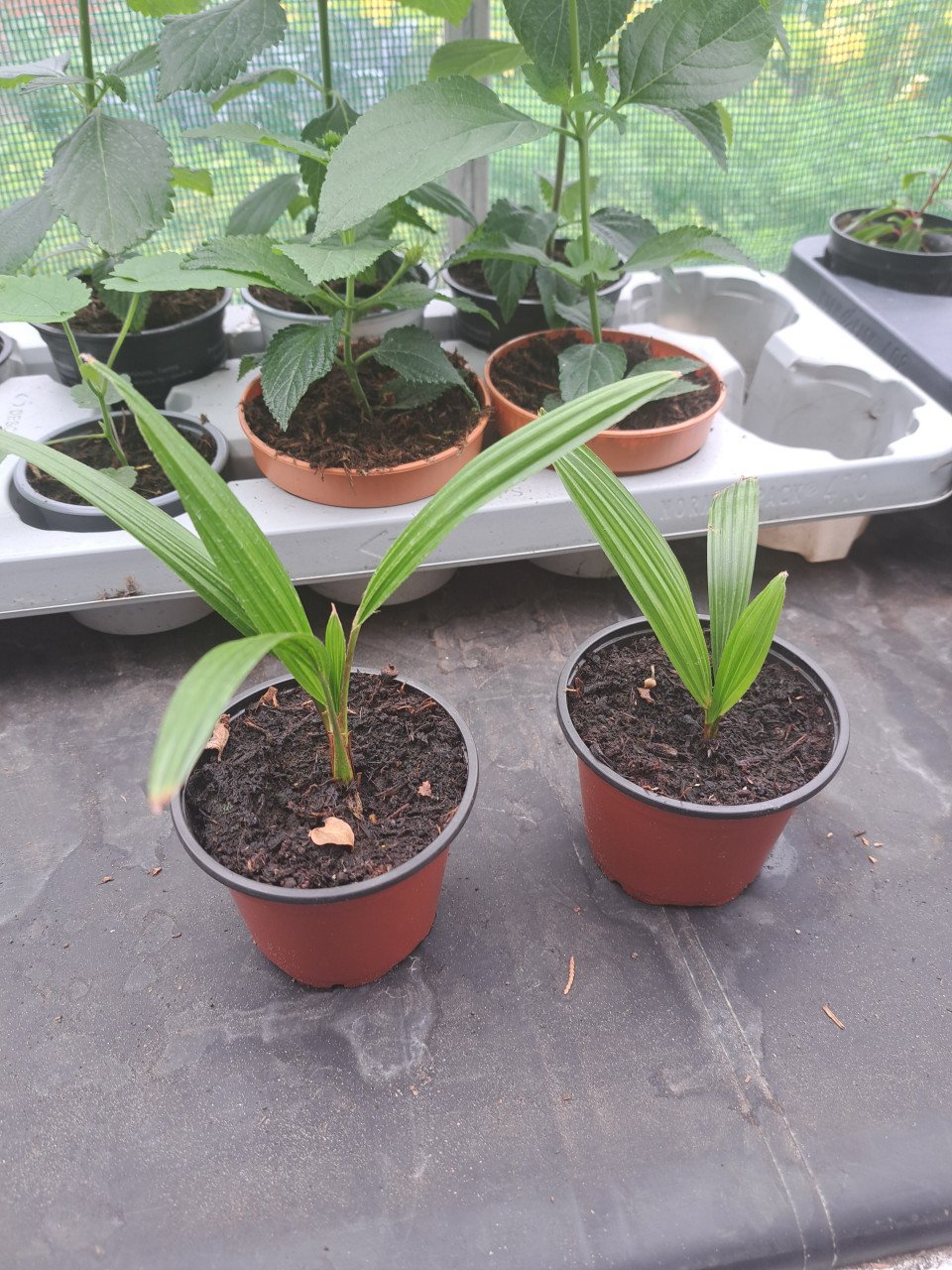 Verschillende tuinplanten