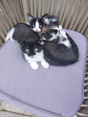 Kittens