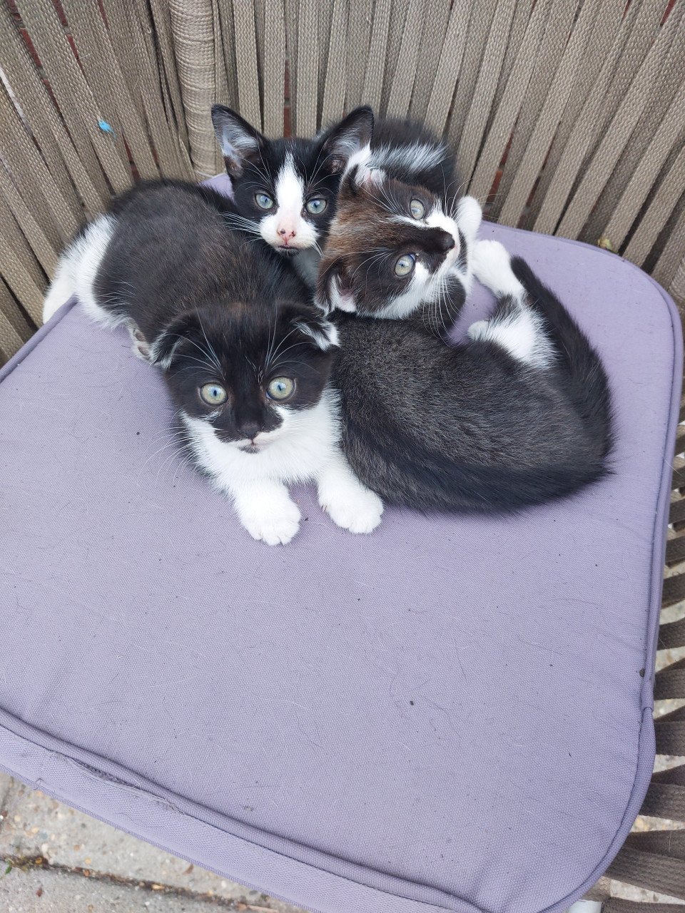 Kittens