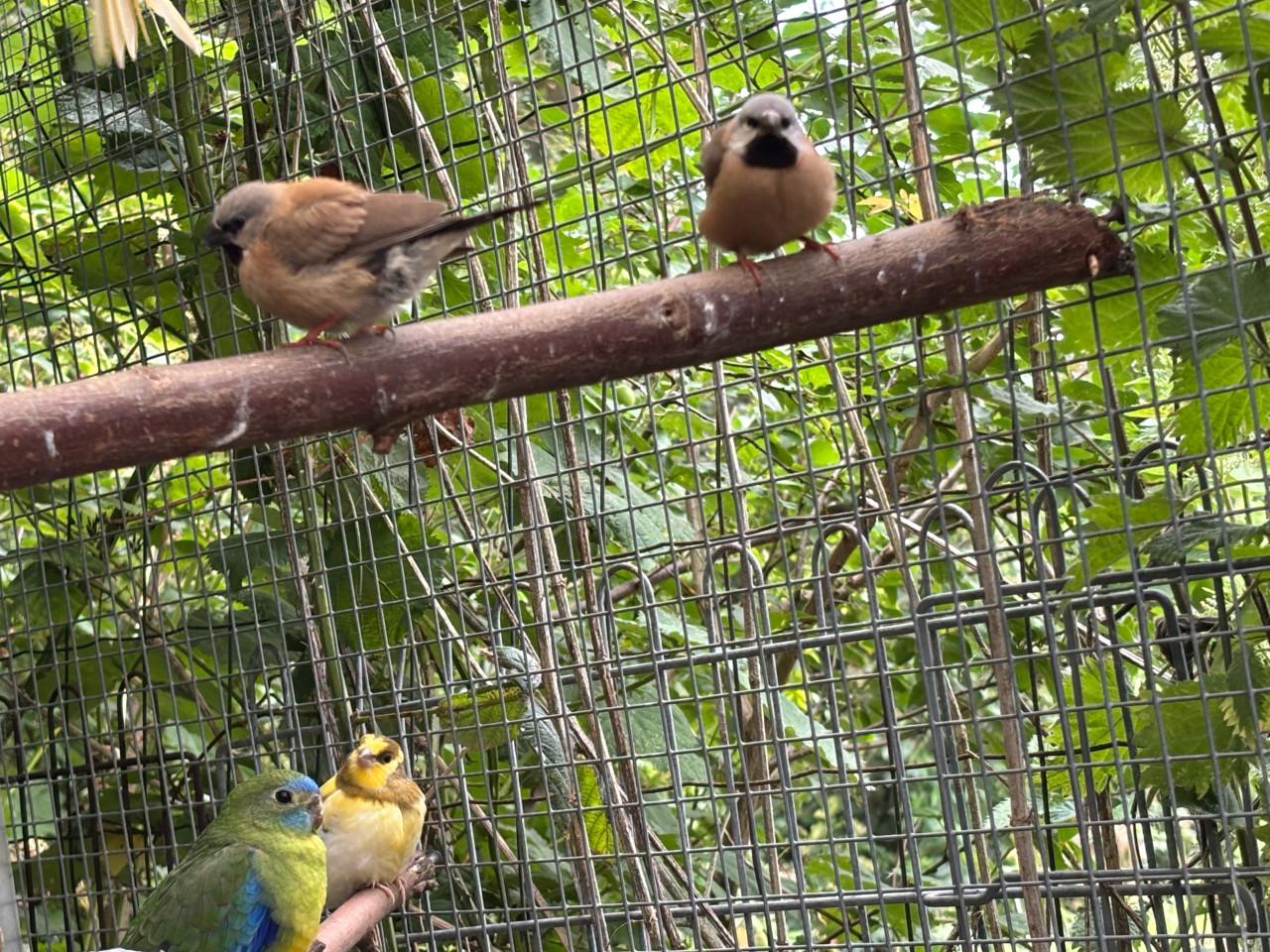 Verschillende soorten vogels